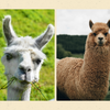 Alpaca Vs Llamas: A Comparison and Differences you Should Know