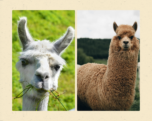 Alpaca Vs Llamas: A Comparison and Differences you Should Know