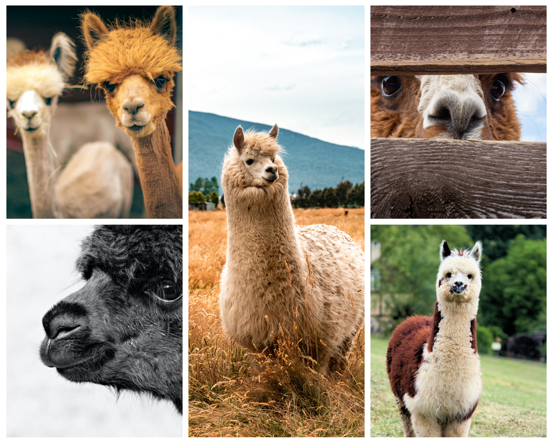Alpaca, facts and information