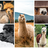 Interesting Facts About Alpacas you didn´t know