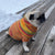 cute doggie fashion sweater