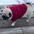 cute winter alpaca dog fashion sweater