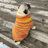 colorful fashionista canine dog clothing