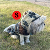 cute hooded dog coat